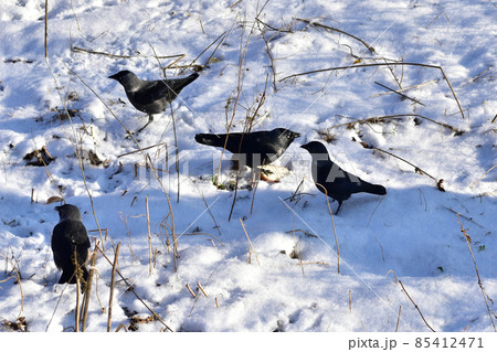 A flock of jackdaws looking for food on the ground. 85412471