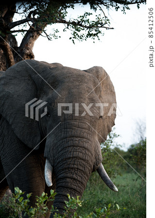 Portrait of an elephant in kruger nationalpark Portrait of an elephant in kruger nationalpark 85412506