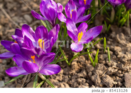Close up view of flowering purple crocuses as trendy background. Early spring flowers - crocus sativus Close up view of flowering purple crocuses as trendy background. Early spring flowers - crocus sativus 85413126
