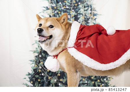 クリスマスツリーとサンタクロースの衣装を着た柴犬 85413247