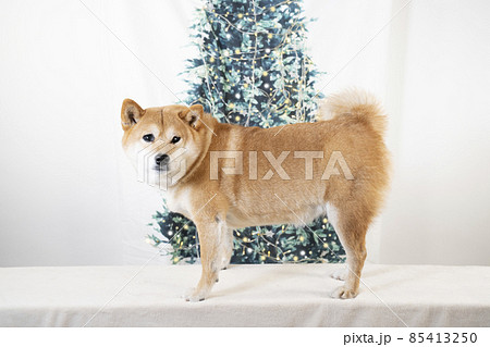 クリスマスツリーと柴犬 85413250