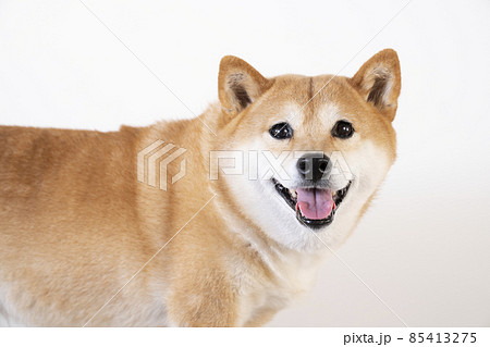 微笑む柴犬のバストアップの写真素材