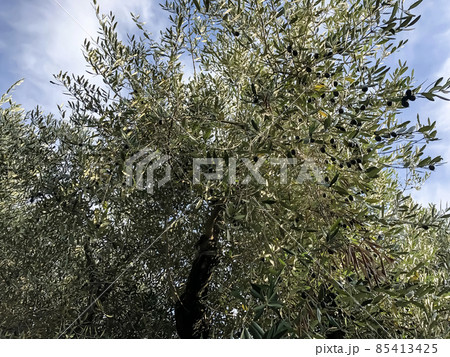 Green olives hanging on tree - stock photo 85413425