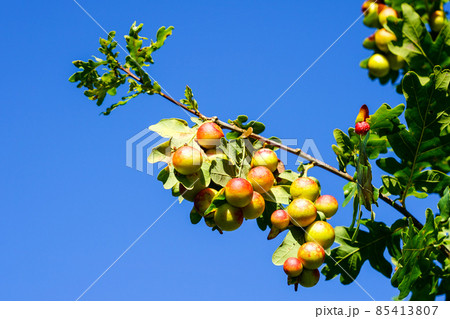 gall wasp on a oak tree leaves against a blue sky, big oak apples on leafs gall wasp on a oak tree leaves against a blue sky, big oak apples on leafs 85413807