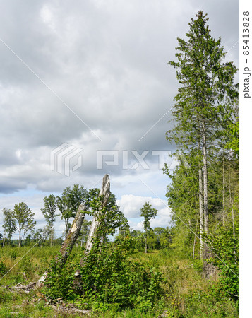wooded landscape in central europe during the summer wooded landscape in central europe during the summer 85413828
