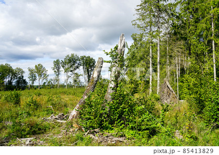 wooded landscape in central europe during the summer wooded landscape in central europe during the summer 85413829