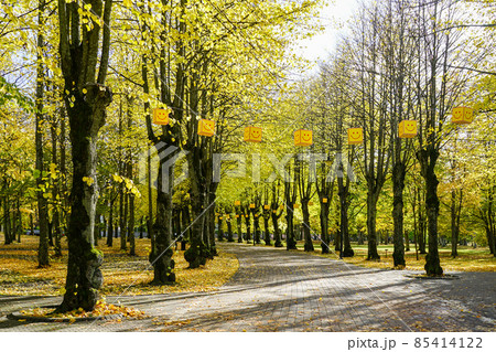 beautiful paved tree alley in autumn with smiling cubes 85414122
