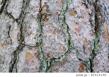 view of the brown chapped bark of an old thick pine trunk view of the brown chapped bark of an old thick pine trunk 85414140