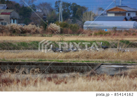 南国市のナベヅル 85414162