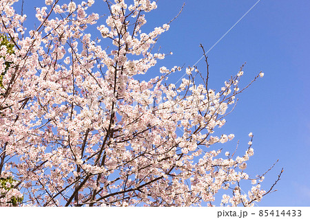 青空を背景に暖流桜のクローズアップ 青空を背景に暖流桜のクローズアップ 85414433