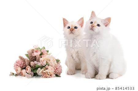 Portrait of sacred young cat of Burma with flowers 85414533