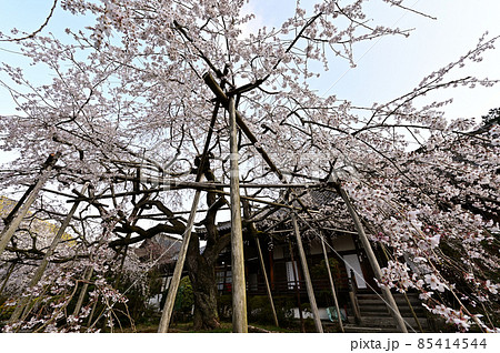 毘沙門堂の桜 毘沙門堂の桜 85414544