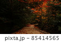 宮島　弥山　山道 85414565