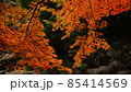 宮島　紅葉 85414569