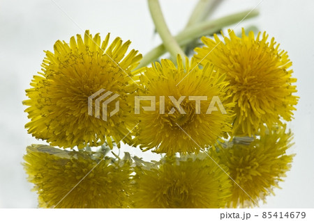 yellow dandelion on a white background yellow dandelion on a white background 85414679
