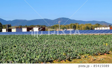 太陽光発電　ブロッコリー畑　民家　里山の共生　環境問題　エネルギー自給　食料自給 85415089