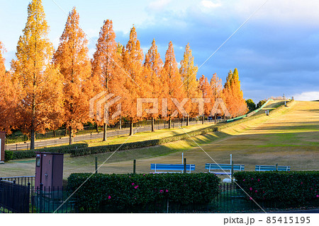 紅葉のメタセコイア並木(高松空港付近) 紅葉のメタセコイア並木(高松空港付近) 85415195