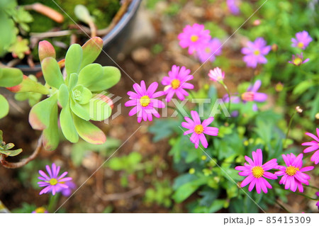 ブラキカムの花 85415309