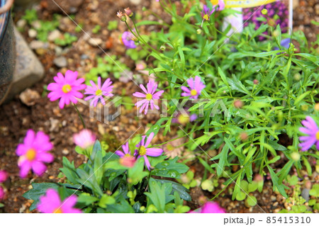 ブラキカムの花 ブラキカムの花 85415310
