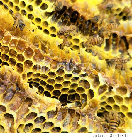 日本蜜蜂の巣蜜　カプセルホテル？ 85415319