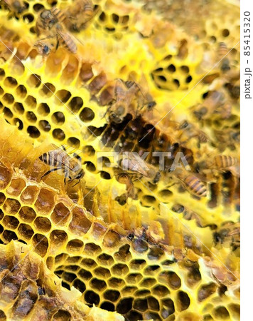 日本蜜蜂の巣蜜 カプセルホテル? 日本蜜蜂の巣蜜 カプセルホテル? 85415320