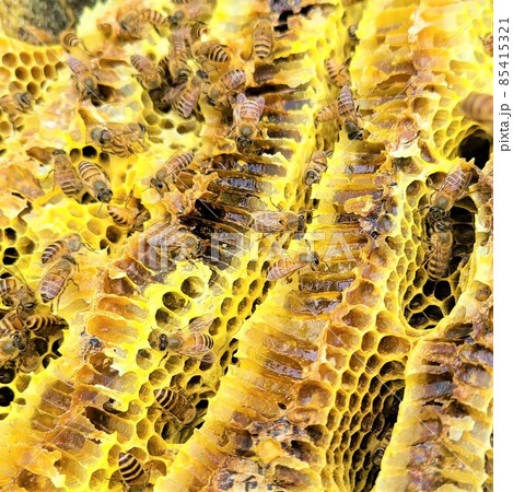 日本蜜蜂の巣蜜　カプセルホテル？ 85415321