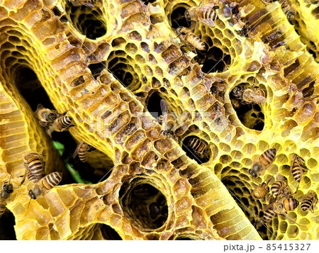 日本蜜蜂の巣蜜　カプセルホテル？ 85415327