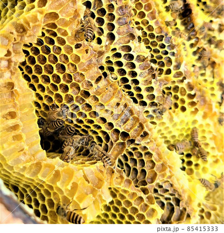 日本蜜蜂の巣蜜　カプセルホテル？ 85415333