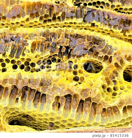 日本蜜蜂の巣蜜 カプセルホテル? 日本蜜蜂の巣蜜 カプセルホテル? 85415336