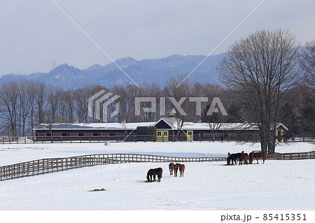 北海道　石狩地方　牧場のある風景 85415351