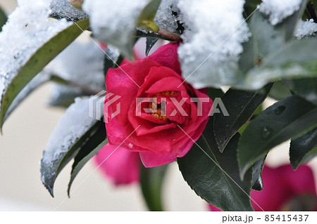 雪とサザンカの花、初雪のイメージ 雪とサザンカの花、初雪のイメージ 85415437