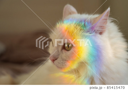 A white fluffy cat lies in the bedroom with a rainbow on its face. 85415470