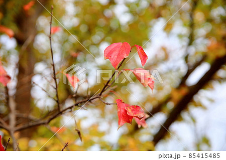 紅葉トウカエデの葉 85415485