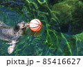 アザラシとボール アザラシとボール 85416627