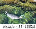 ゴマフアザラシと輪っか ゴマフアザラシと輪っか 85416628
