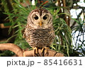 フクロウ フクロウ 85416631