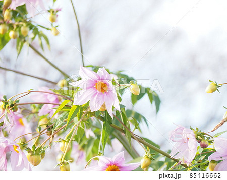 皇帝ダリア 皇帝ダリア 85416662