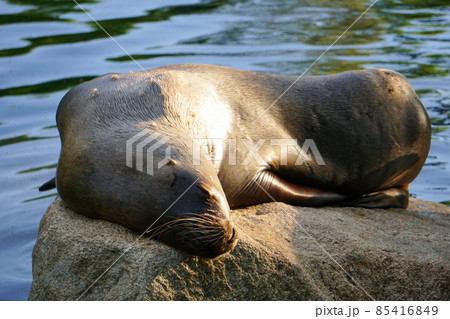 Seal Sleeping On The Rock 85416849