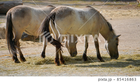 Horses are eating grass at zoo Horses are eating grass at zoo 85416863