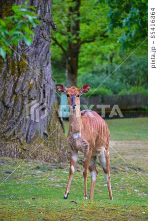 Young Deer Is Looking At Camera 85416864