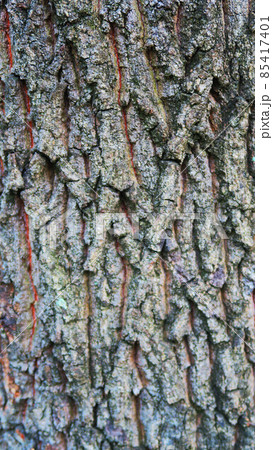 樹木の樹皮の風景 85417401
