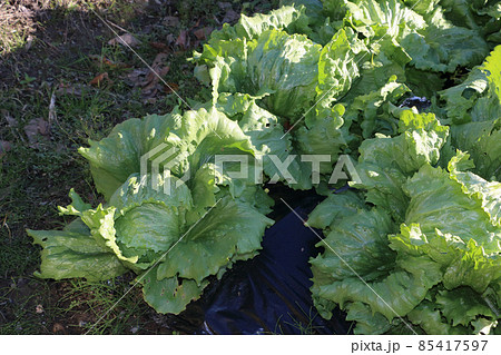 冬の農家の家庭菜園、防寒対策 85417597