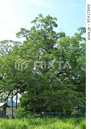 野間の大ケヤキ 85417668