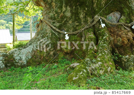 野間の大ケヤキ 85417669