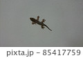 ニホンヤモリ 85417759