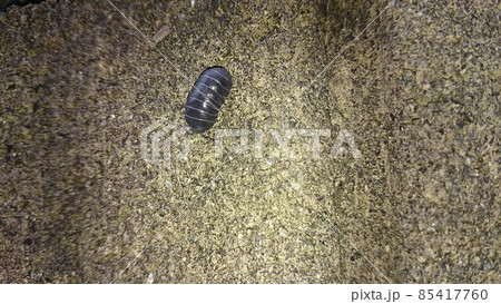 オカダンゴムシ オカダンゴムシ 85417760