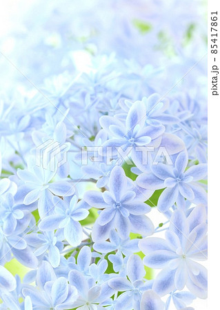 薄青色のアジサイ　万華鏡という品種　細かい八重の花が素敵 85417861