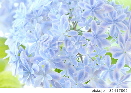 薄青色のアジサイ　万華鏡という品種　細かい八重の花が素敵 85417862