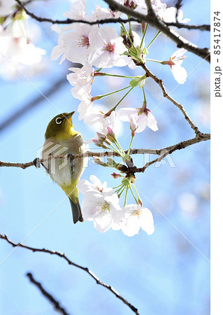 桜の枝にとまるメジロ 85417874