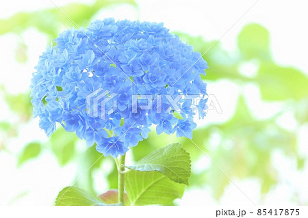 青いアジサイ 細かい八重咲きの花がきれい 明るい背景の写真素材